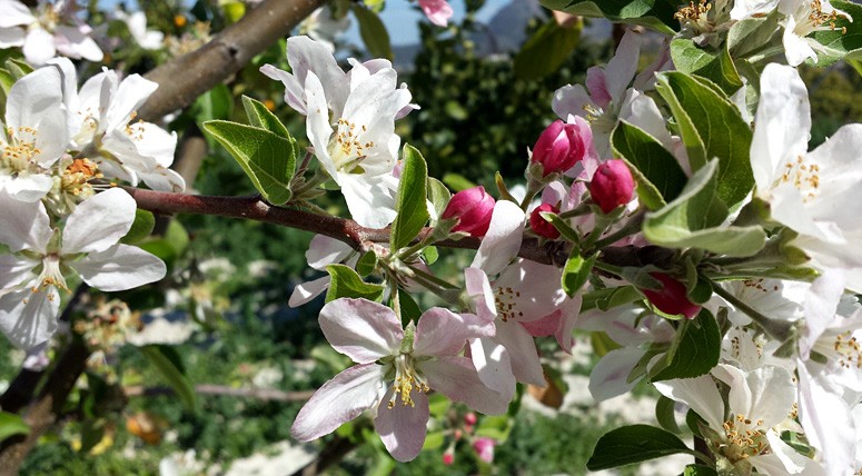 Oferta Primavera